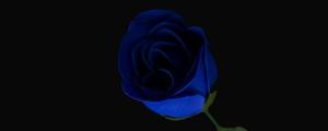 蓝色玫瑰代表着什么