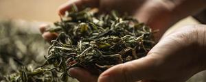 茶叶的历史起源以及文化