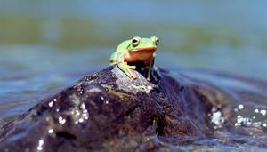 青蛙是哺乳动物吗为什么