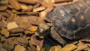 陆龟是国家保护动物吗