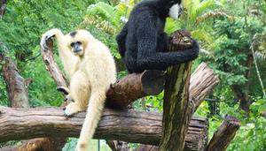 高黎贡白眉长臂猿属于几级重点保护野生动物