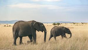 亚洲象属于国家几级重点保护野生动物