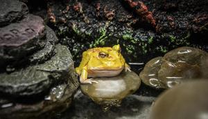 野生石蛙是国家保护动物吗
