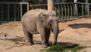 亚洲象是濒危野生动物吗