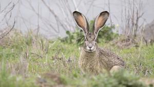 野兔属于保护动物吗