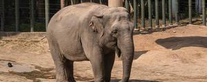 亚洲象属于国家几级保护动物