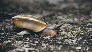 蜗牛是国家几级保护动物