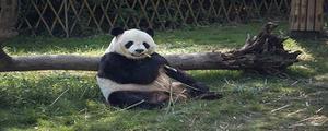 大熊猫喜欢吃什么食物