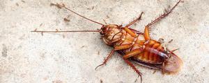 蟑螂的种类有哪些