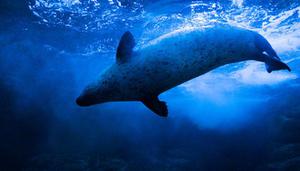海豹是哺乳动物吗