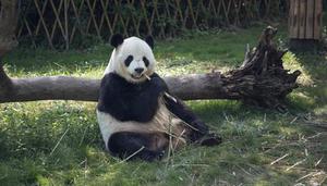 大熊猫有没有冬眠的习性