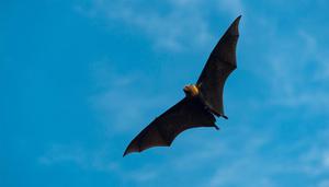蝙蝠是国家保护动物吗