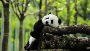 大熊猫冬眠的习性