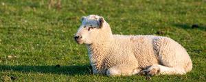 高支羊毛与羊毛的区别