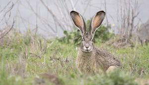 野兔是几级保护动物