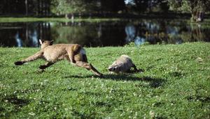 狗獾子是几级保护动物