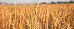 小麦和燕麦有什么区别