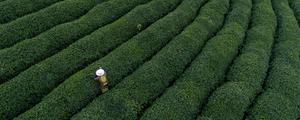 中国茶文化的起源与发展