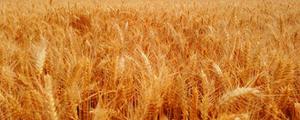 割麦子是什么季节
