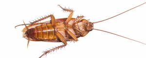 蟑螂喜欢吃什么?