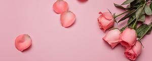 两朵粉色玫瑰花代表什么意思