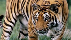 华南虎和东北虎的区别