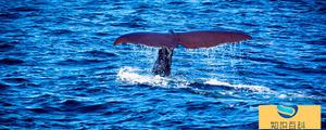 长须鲸是否世界最大的小动物 长须鲸详细介绍