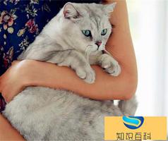 用什么姿势抱猫咪最好是