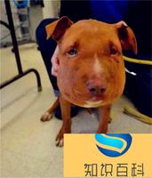 小狗被蜜蜂蛰后需要注意的事项