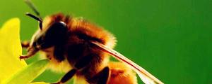 黑色蜂是啥蜂