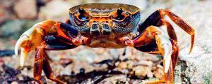 螃蟹壳里有灰黑色泥状<span style='color:red;'>物品</span>能吃吗