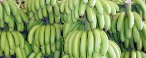 怎么催熟绿香蕉