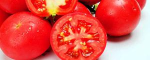 西红柿和番茄一样吗 西红柿和西红柿是同一科吗
