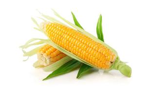玉米是新鲜储放还是煮熟储放