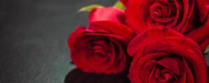 玫瑰总数的表示含意 皇室婚礼里的<span style='color:red;'>玫瑰花语</span>