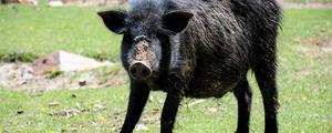 山猪是保护野生动物吗 山猪是肉食动物或是食草动物