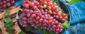 葡萄原产地在哪儿 葡萄是寒性或是性热
