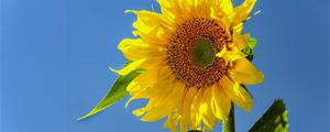太阳光花的寓意是啥 向日葵花什么时候开花
