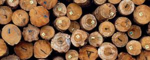 新鲜的木材怎么防止裂开 新鲜的木材避免裂开的方式