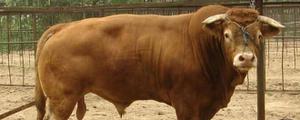 鲁西黄牛的生长周期是多久？附生产性能及产肉特性
