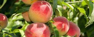哪里产的桃子较为美味，关键详细介绍下列几类