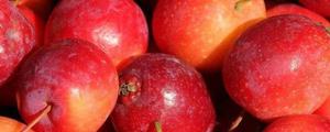 沙果是什么水果？价钱多少钱一斤？有什么功效功效？它和苹果有什么差别？