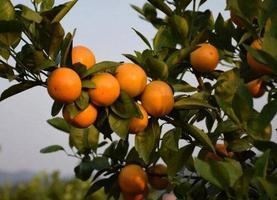 贡柑容易上火或是下火(贡柑就是指哪种水果,有哪些作用与功效)