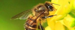 蜂类是怎么区划类型的？详解