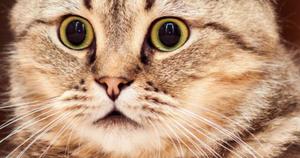 猫猫能听懂人说话吗，真咬和假咬差别