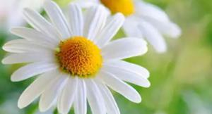 黄菊花为什么被称为死亡之花，拜祭用的黄菊花需要多少支