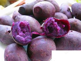 紫红薯做熟后还有原花青素吗 紫红薯有什么营养使用价值