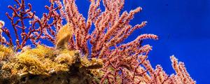 珊瑚礁体内有很多相互依存哪些藻 珊瑚礁体内有很多共生的哪些藻类植物