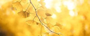 赞扬金黄色银杏叶的著名诗句 形容银杏黄叶了唯美诗句