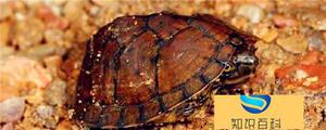 巨头龟和剃刀龟有什么区别，从椎主龙骨、腹甲、背甲级层面来区分